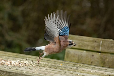Eurasian jay (Garrulus glandarius)
