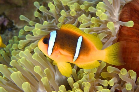 Red sea anemonefish (Amphiprion bicinctus)