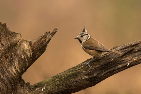 Crested Tit (Lophophanes cristatus)
