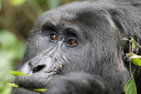 Mountain gorilla (Gorilla beringei beringei)