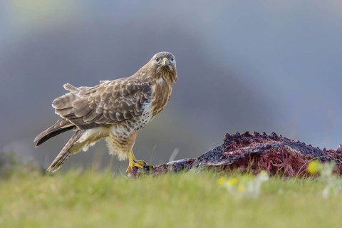 Common buzzard (Buteo buteo)