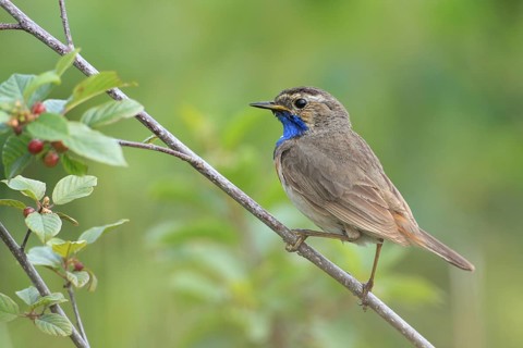 Bluethroat (Luscinia svecica)