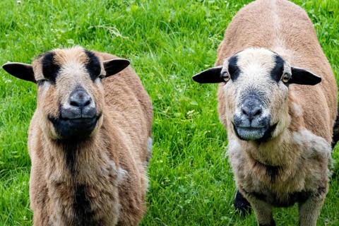 Sheep on dike eats grass