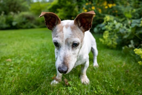 Jack Russell Terrier Dog in Green Garden