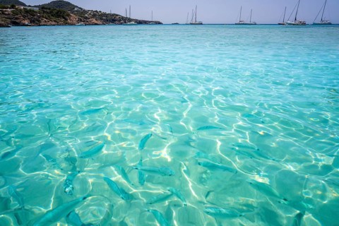 Ibiza Cala Tarida beach in Sant Josep of Balearic Islands