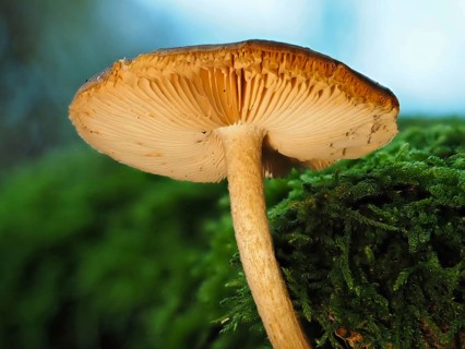 Mushroom Häubling (Galerina), blurred background, North Rhine-Westphalia, Germany, Europe