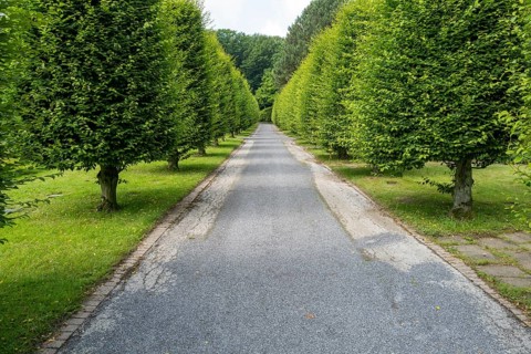 Hornbeam Carpinus betulus cut to shape