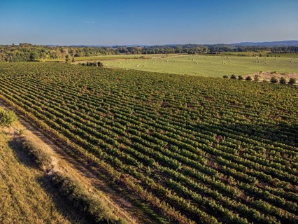 Vineyard near to Carcasona, Aude, Languedoc-Rosellón region. French Republic