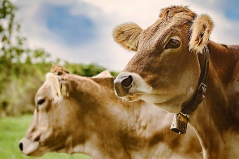 Portrait of Dairy Cattle in the Traditional Pasture Bolsternang, Germany, Europe