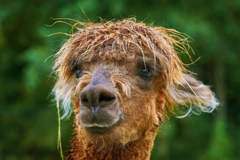 Portrait of Alpaca (Vicugna Pacos) against Green Background Bolsternang, Germany, Europe