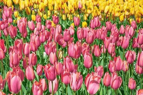 Flower Bed of Pink Tulips against Yellow ones Keukenhof, Netherlands