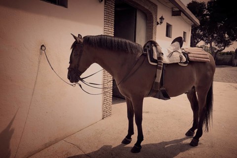Brown horse bound to white wall with leather saddle