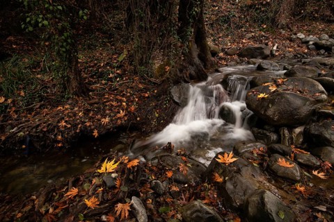 River flowing with maple leaves on the rocks on the riverside in Autumn