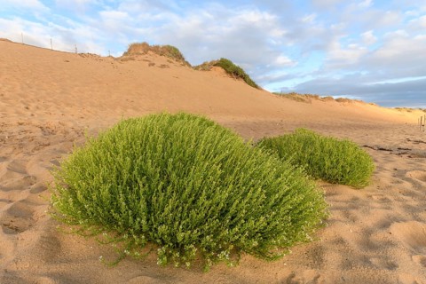 Dunes vith vegetation and grass at the Atlantic coast in France