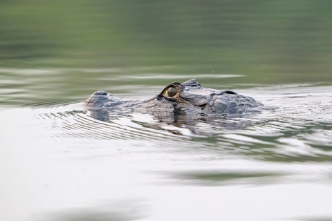 Spectacled caiman (Caiman crocodilus yacara), Crocodile (Alligatoridae), crocodile (Crocodylia),