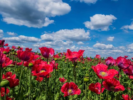 Austria, Lower Austria, near Armschlag. A field of red poppies in bloom pleases the eye, Europe