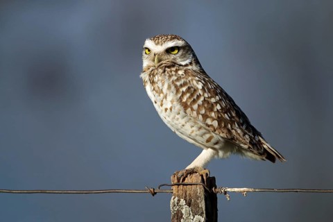 Burrowing Owl, Athene cunicularia, Argentina, South America