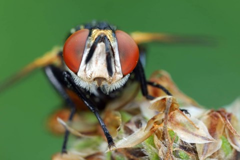 Fly, Brachycera, portrait