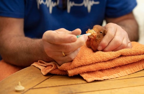 Feeds milk to squirrel by wild animal assistance