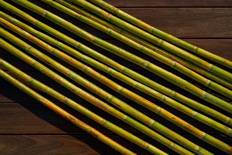 River canes green fresh for agriculture purposes in spain