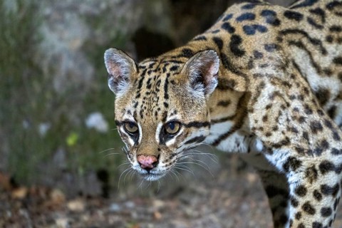 Ocelot (Leopardus pardalis), animal portrait, at night, Pantanal, inland, wetland, UNESCO Biosphere