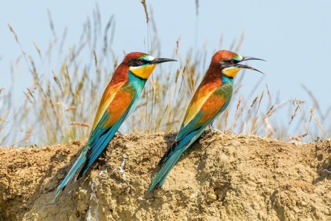 European Bee Eater (Merops Apiaster)