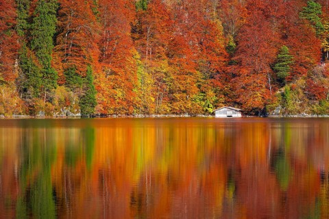 Trees with leaves in fall colors and a white wooden cottage, mirrored in the water of the Alpsee