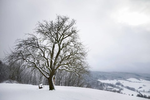 Winter landscape with a big leafless tree, on a hilltop, surrounded by snow, under an overcast sky,