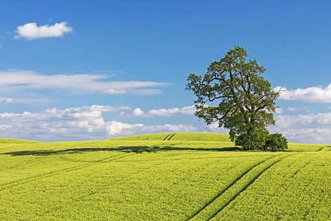 Field of barley with oak in the Holsteinische Schweiz in the district of Plön in