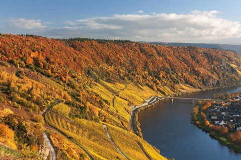 Moselle bend with vineyards in autumn foliage near Traben-Tarbach, district Wolf in