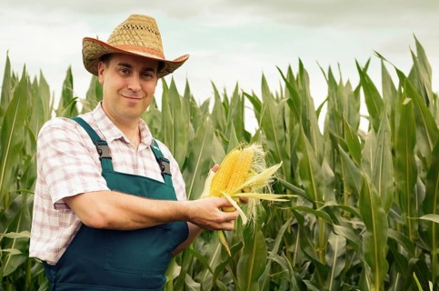 Farmer in hat inspecting corn cobs with field at background