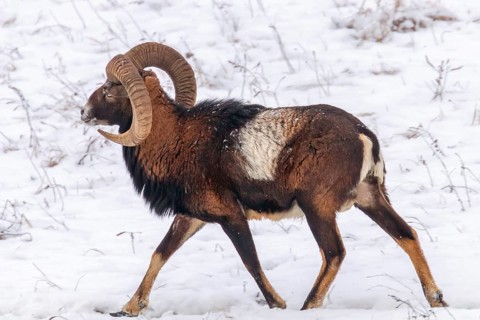 Mouflon Male in Winter Wild nature (ovis musimon)