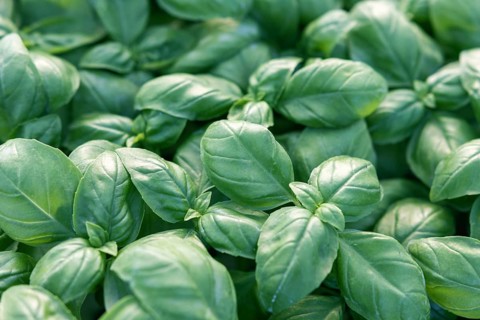 Fresh basil. Green basil. Green basil Food background. A lot of basil