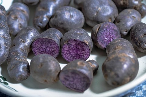 Truffle potato, Vitelotte, blue-violet potatoes in a nostalgic bowl