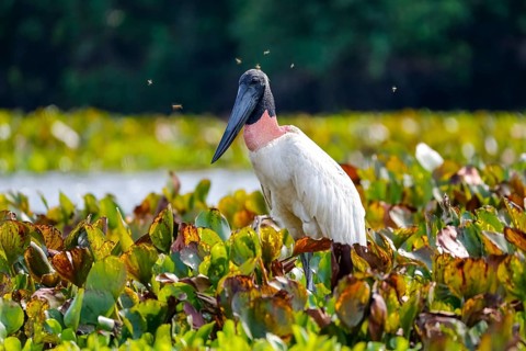 Close-up of a Jabiru stork with horse flies around its head, standing in a lagoon with water