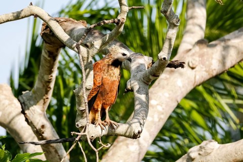 Close up of a Black-collared Hawk perched on a bare tree looking for prey, Pantanal Wetlands, Mato