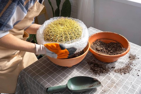 Repotting overgrown home plant large spiny cactus Echinocactus Gruzoni into new bigger pot. A woman
