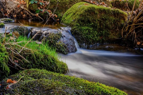 A clear stream flows over moss-covered stones, forms small waterfalls and surrounds itself with