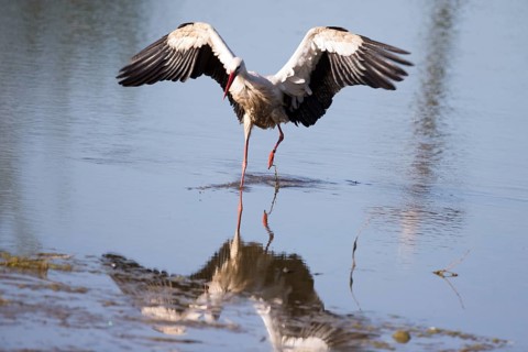 A white stork lands in a lake with its wings outstretched
