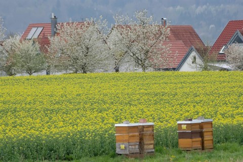 Blossoming rape field near Bibersfeld, fruit blossom, April, spring, rape honey, bee honey, bees,
