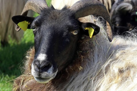 Grey horned Heidschnucke moorland sheep