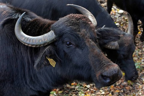 Water buffalo