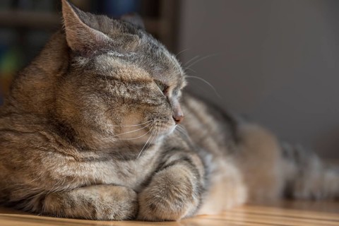 Grey tabby domestic cat lying at the table with a tired look - close-up