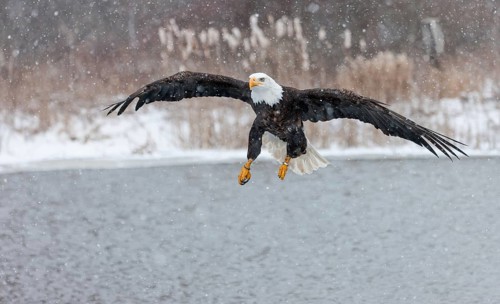A North American bald eagle (Haliaeetus leucocephalus) at a bird of prey nature reserve