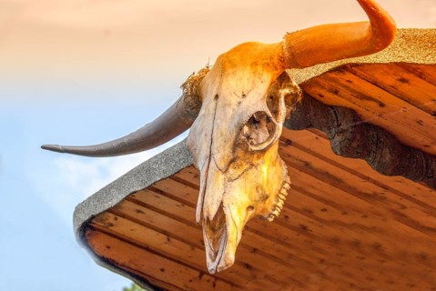 Cattle skull bull horn longhorn trophy