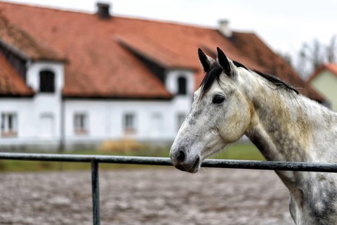 White horse in a paddock on a farm in eastern Poland in Europe