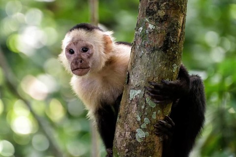 Capuchin coffee