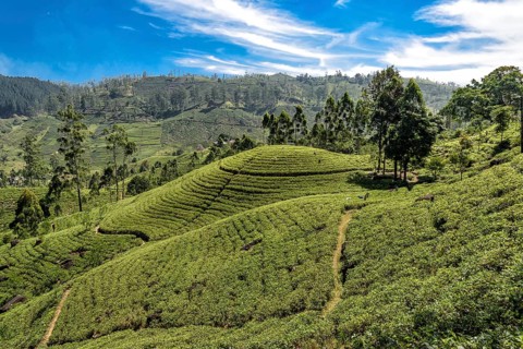 Tea plantation with tea plants in the mountains of Sri Lanka