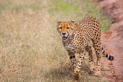 The cheetah walk freely on the car tracks of the savannah. Kenya, Masai Mara Park. Jeep - safari in
