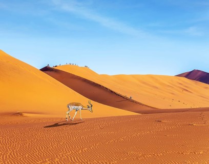 Impala black-headed antelope. Majestic orange dunes, dry lake Sussussflay. Grand trip to Namibia,